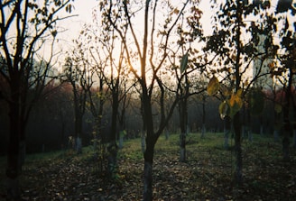 A peaceful view of the orchard at sunset, with soft natural light glowing over the trees.