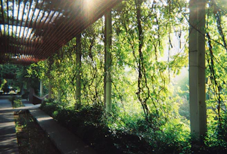 Warm sunlight filtering through lush tropical leaves onto a stone pathway leading to a tranquil spa pavilion.
