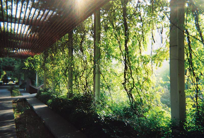 Warm sunlight filtering through lush tropical leaves onto a stone pathway leading to a tranquil spa pavilion.