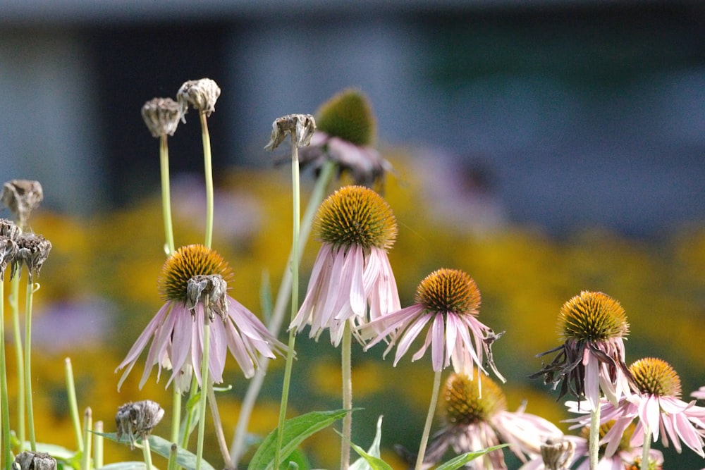 a bunch of flowers that are in a field