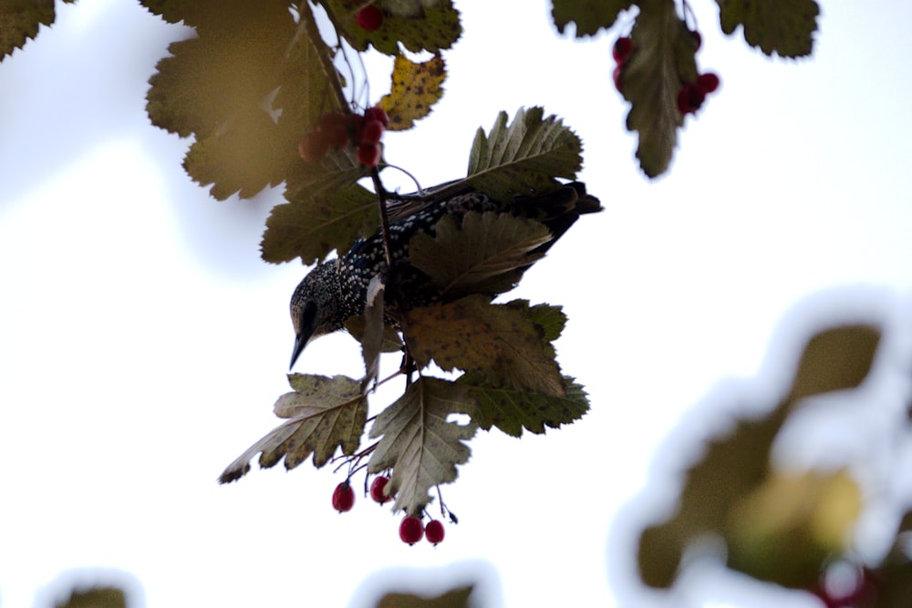 a bird sitting on top of a tree branch