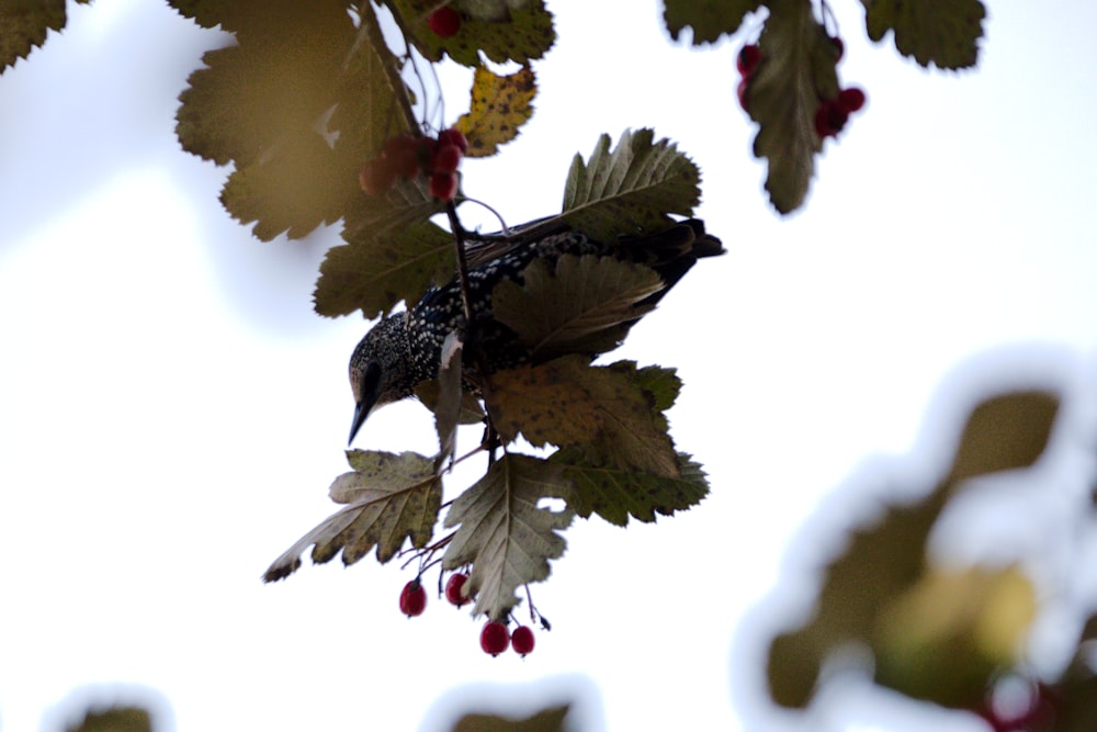un uccello seduto in cima al ramo di un albero