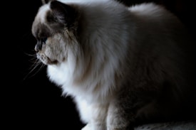 A fluffy, long-haired cat with a cream and gray coat sits facing left. The lighting creates a dramatic effect, highlighting the cat's dense fur and pronounced whiskers. The background is dark, enhancing the focus on the cat's serene profile.