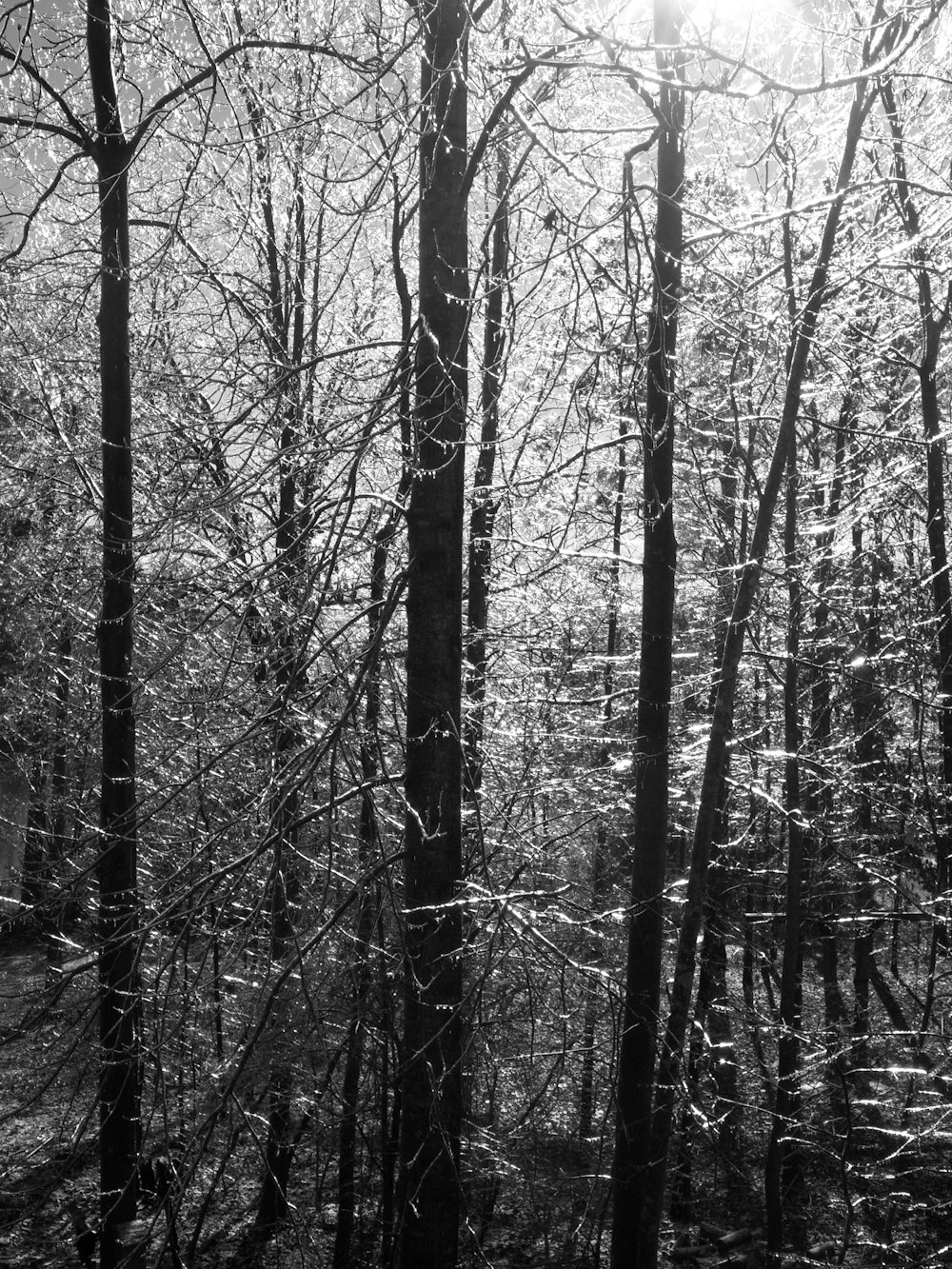 a black and white photo of trees in the woods