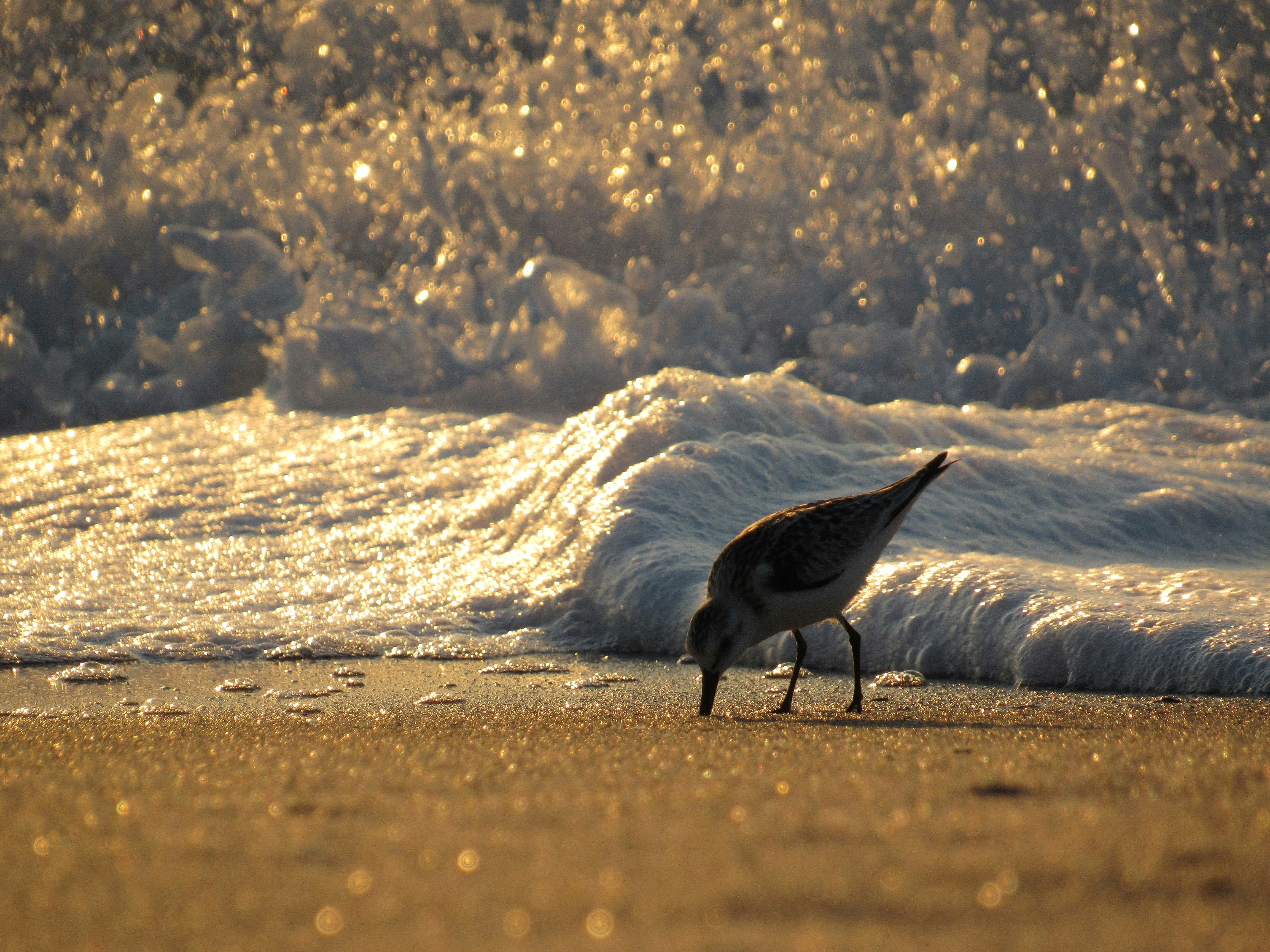 a small bird standing on top of a sandy beach