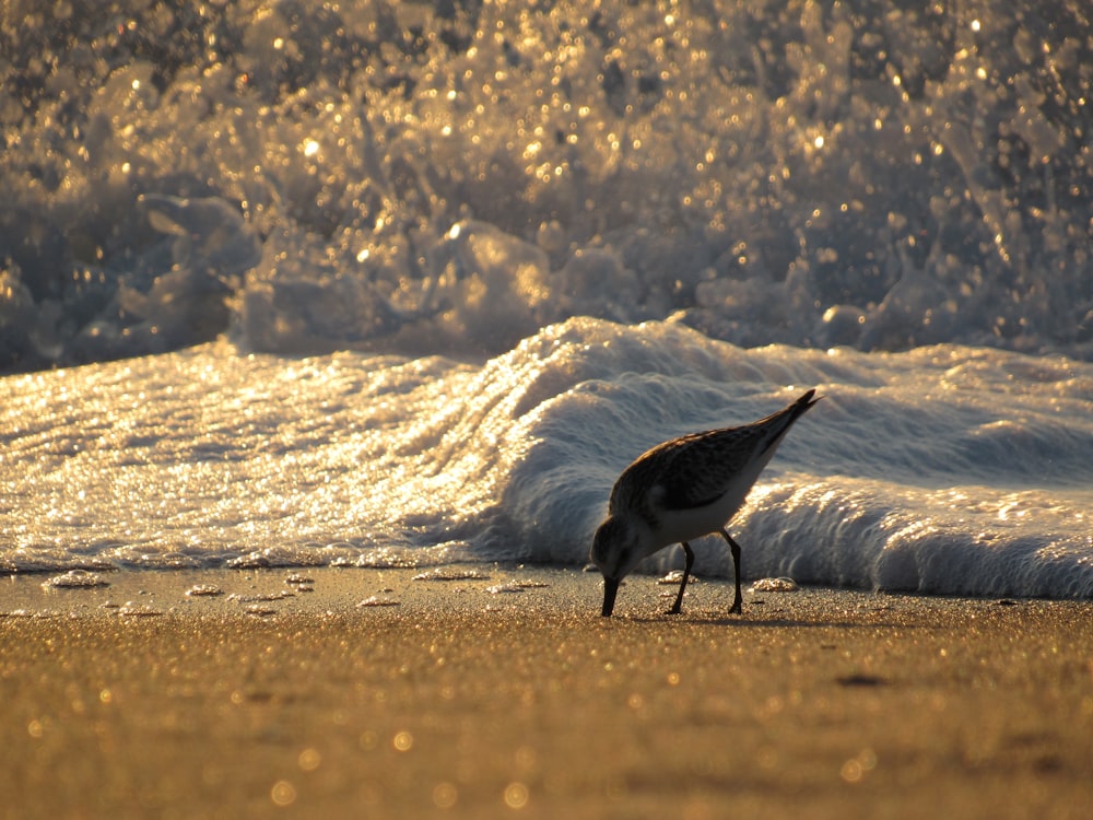 a small bird standing on top of a sandy beach