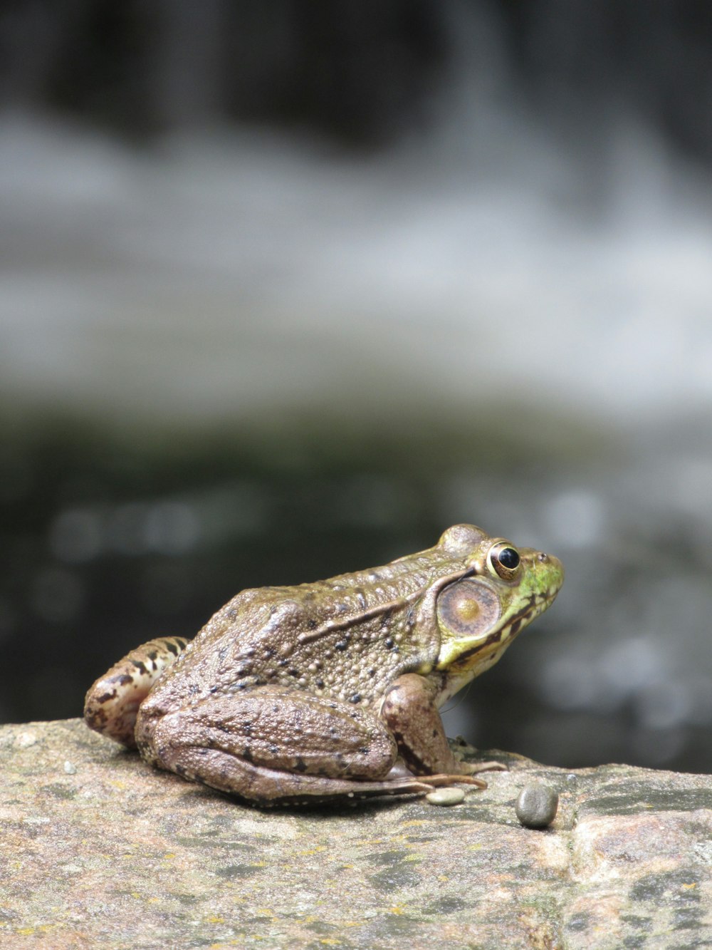 a frog sitting on a rock in front of a waterfall