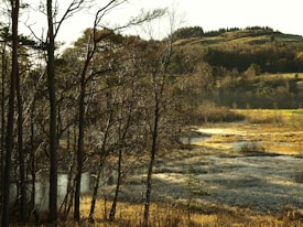 An early morning landscape with bare trees in the foreground and a hilly terrain in the background. The grass and bushes are lightly frosted, and sunlight filters through, creating a serene and tranquil atmosphere.