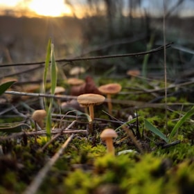 A peaceful forest scene with a person happily picking mushrooms on a sunny day.