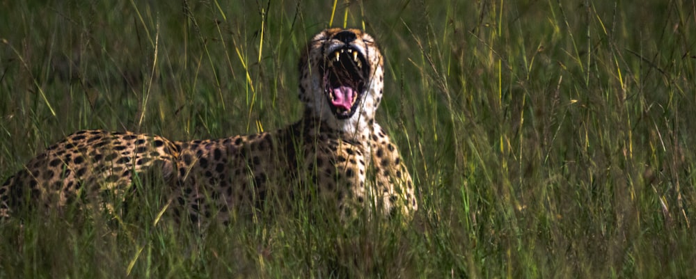 a cheetah yawns in a field of tall grass
