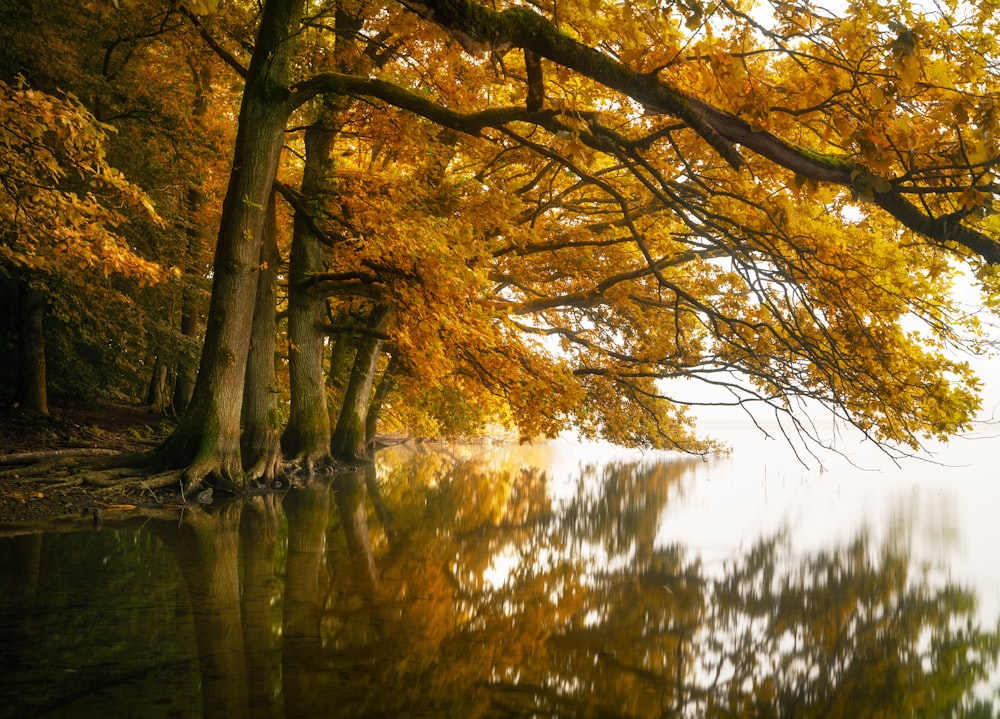 a lake surrounded by trees with yellow leaves