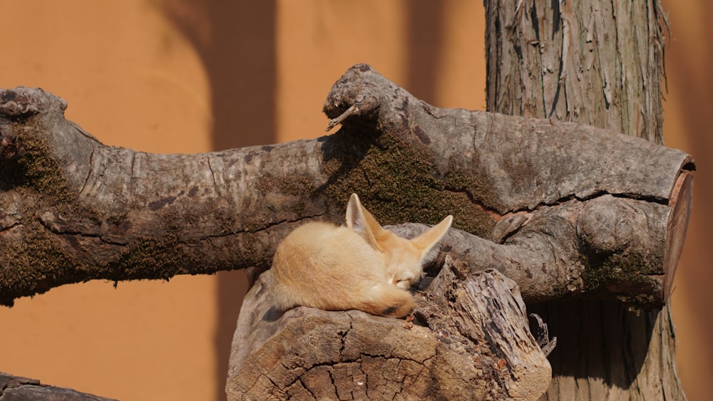 a small white animal laying on top of a tree