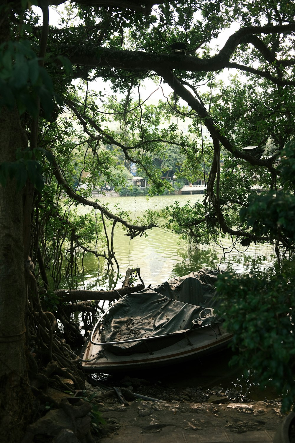 a boat sitting on top of a river under a tree