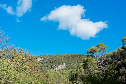 A vibrant reforested area in Rio Grande do Sul with native trees and clear blue sky.
