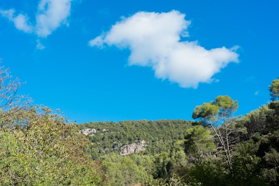 A vibrant natural landscape featuring a dense forest of green trees. Above the trees, the sky is a vivid blue with a few fluffy white clouds floating.