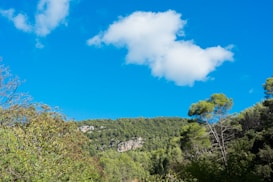 A vibrant natural landscape featuring a dense forest of green trees. Above the trees, the sky is a vivid blue with a few fluffy white clouds floating.
