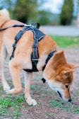 a dog with a harness on sniffing the ground