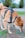 a dog with a harness on sniffing the ground