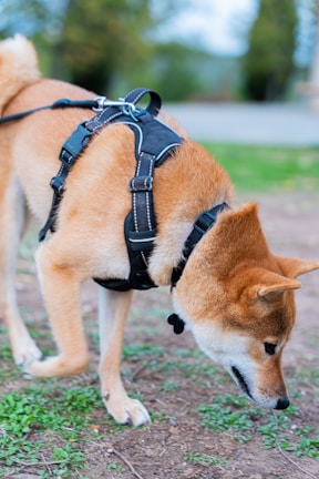 a dog with a harness on sniffing the ground