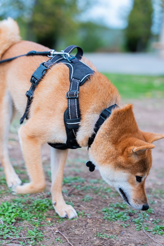Pet Sitting Chien Paris