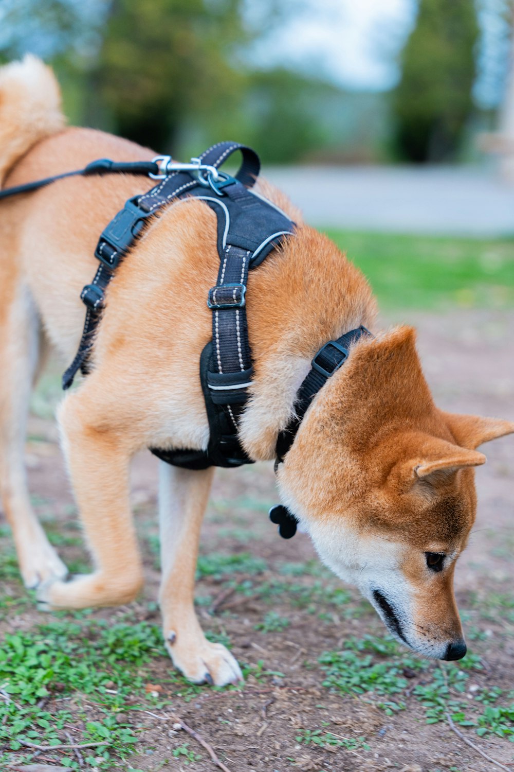 a dog with a harness on sniffing the ground
