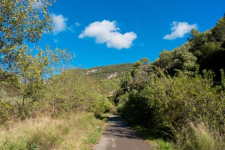 A warm, inviting photo of a serene nature path symbolizing a journey to mental wellness.