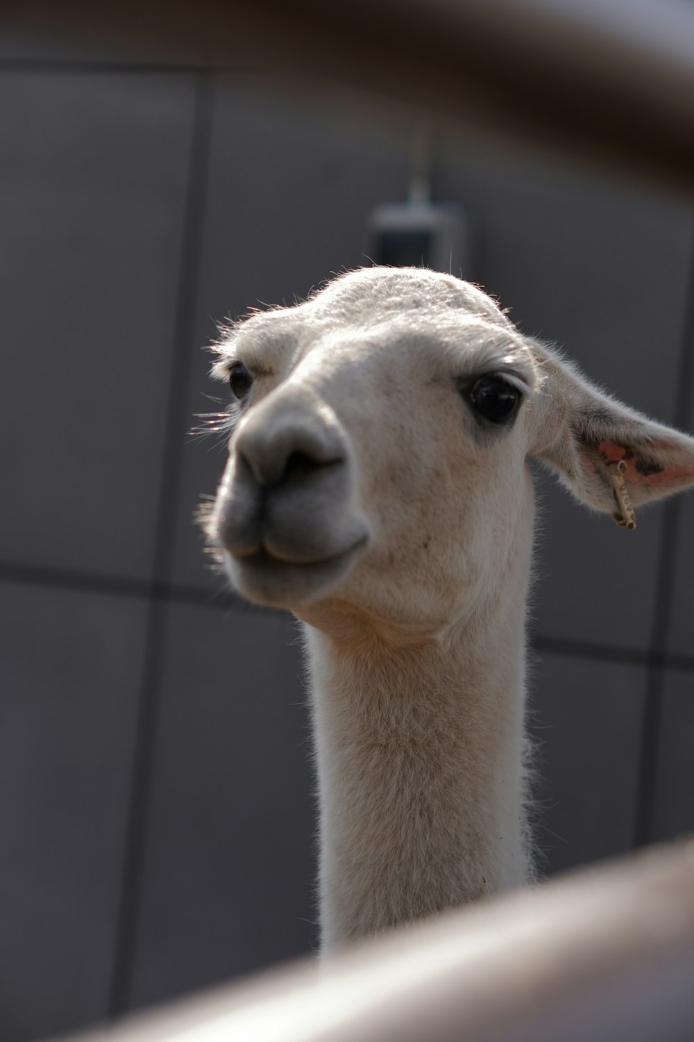 a close up of a llama looking at the camera