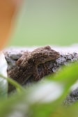 Gecko resting on a branch with soft natural light emphasizing its features