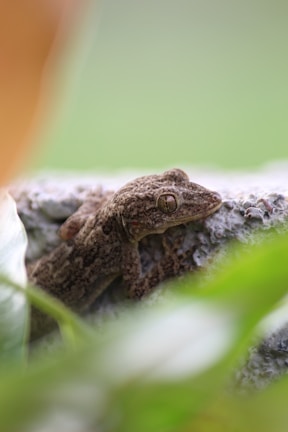 Gecko resting on a branch with soft natural light emphasizing its features