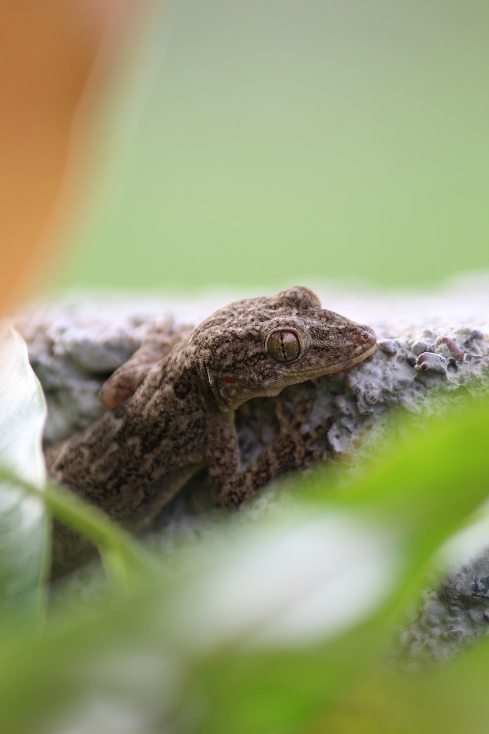 a small brown frog sitting on top of a rock