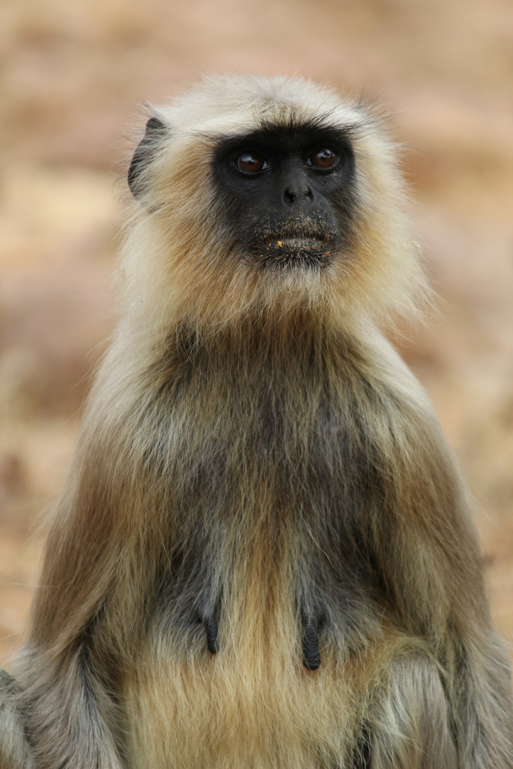 a monkey sitting on top of a dirt field