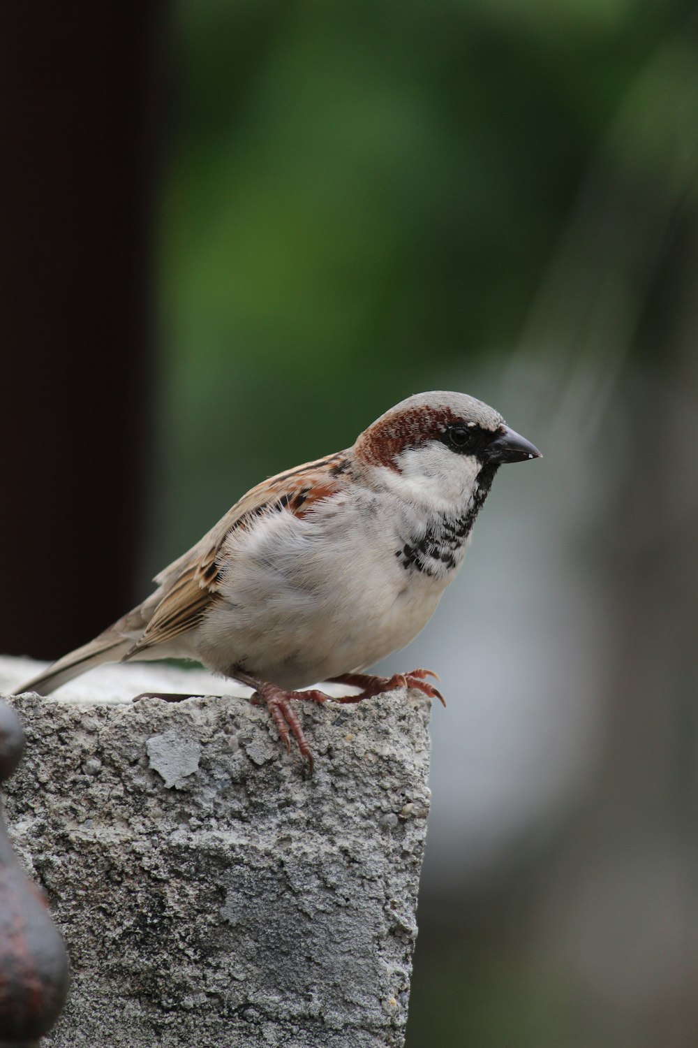 a small bird perched on top of a rock