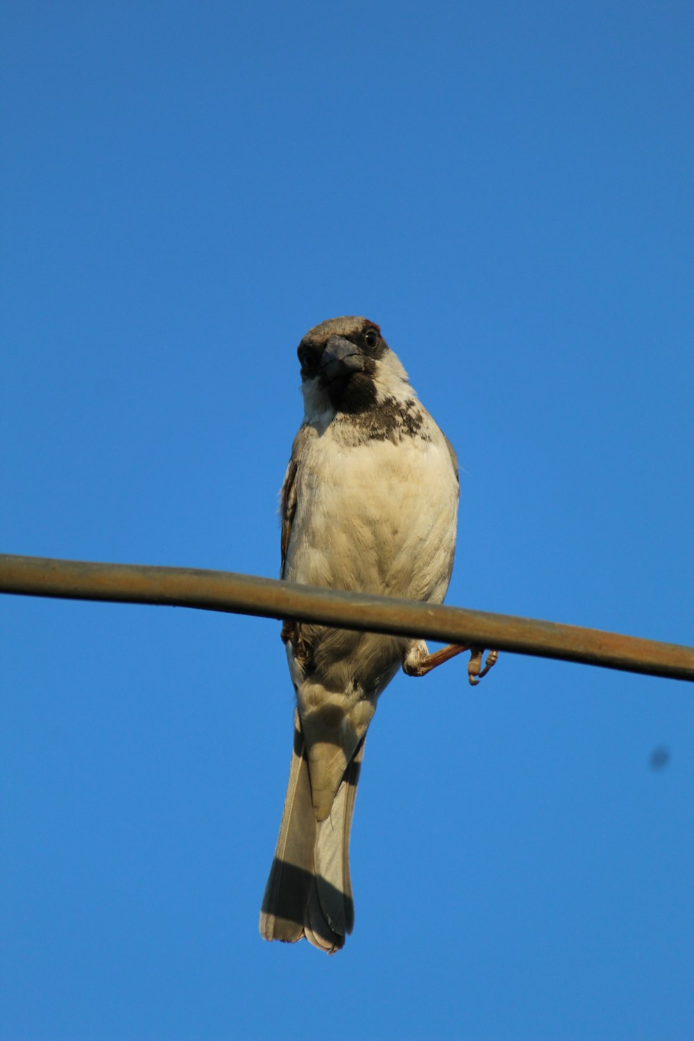 a bird sitting on top of a power line