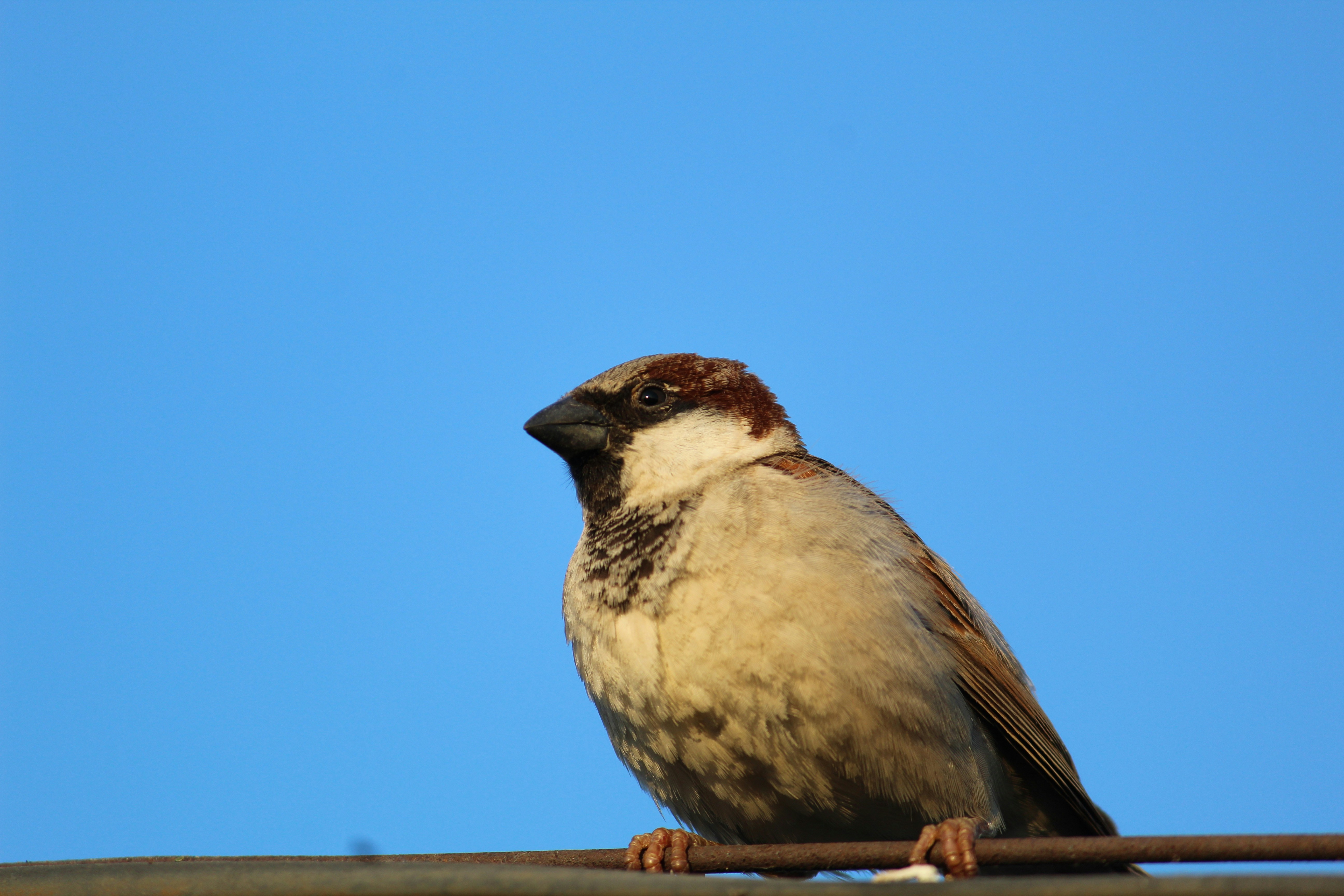 ein braun-weißer Vogel, der auf einem Draht sitzt