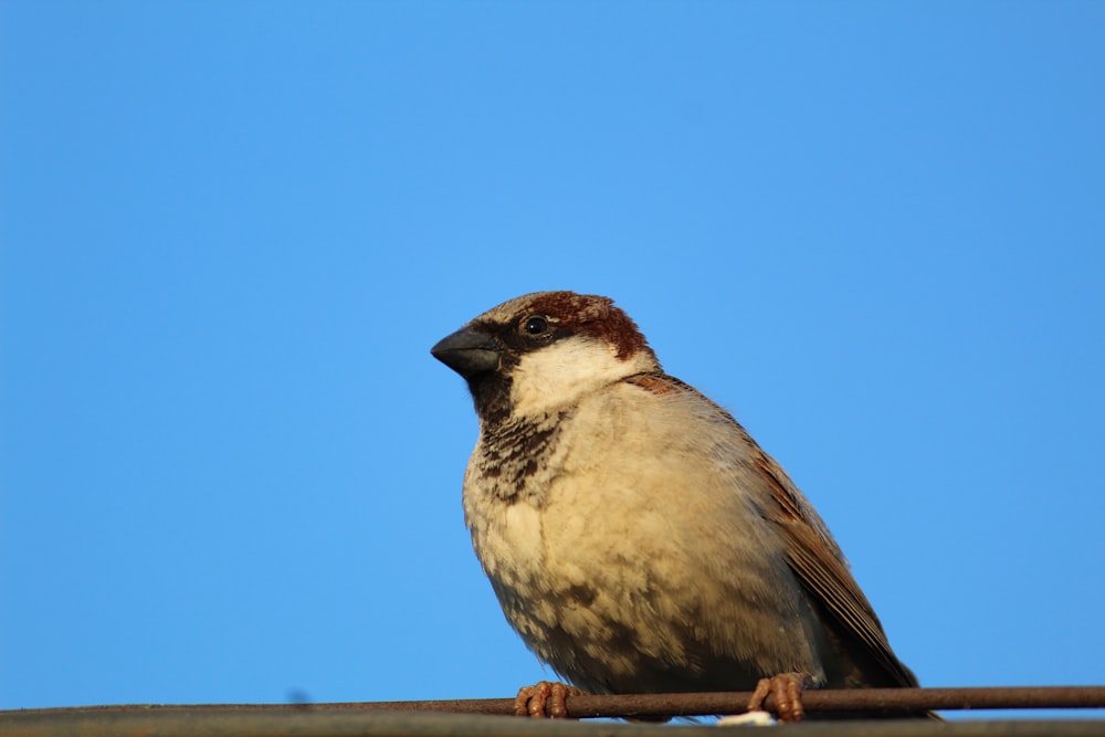 a brown and white bird sitting on top of a wire