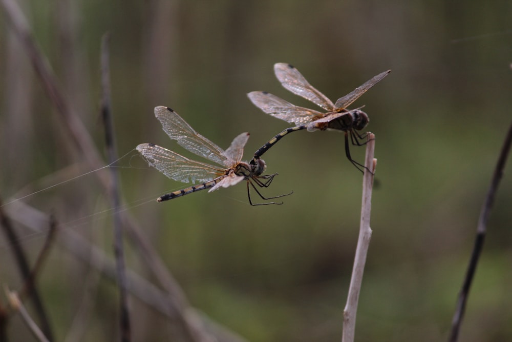 a couple of dragonflies sitting on top of a plant