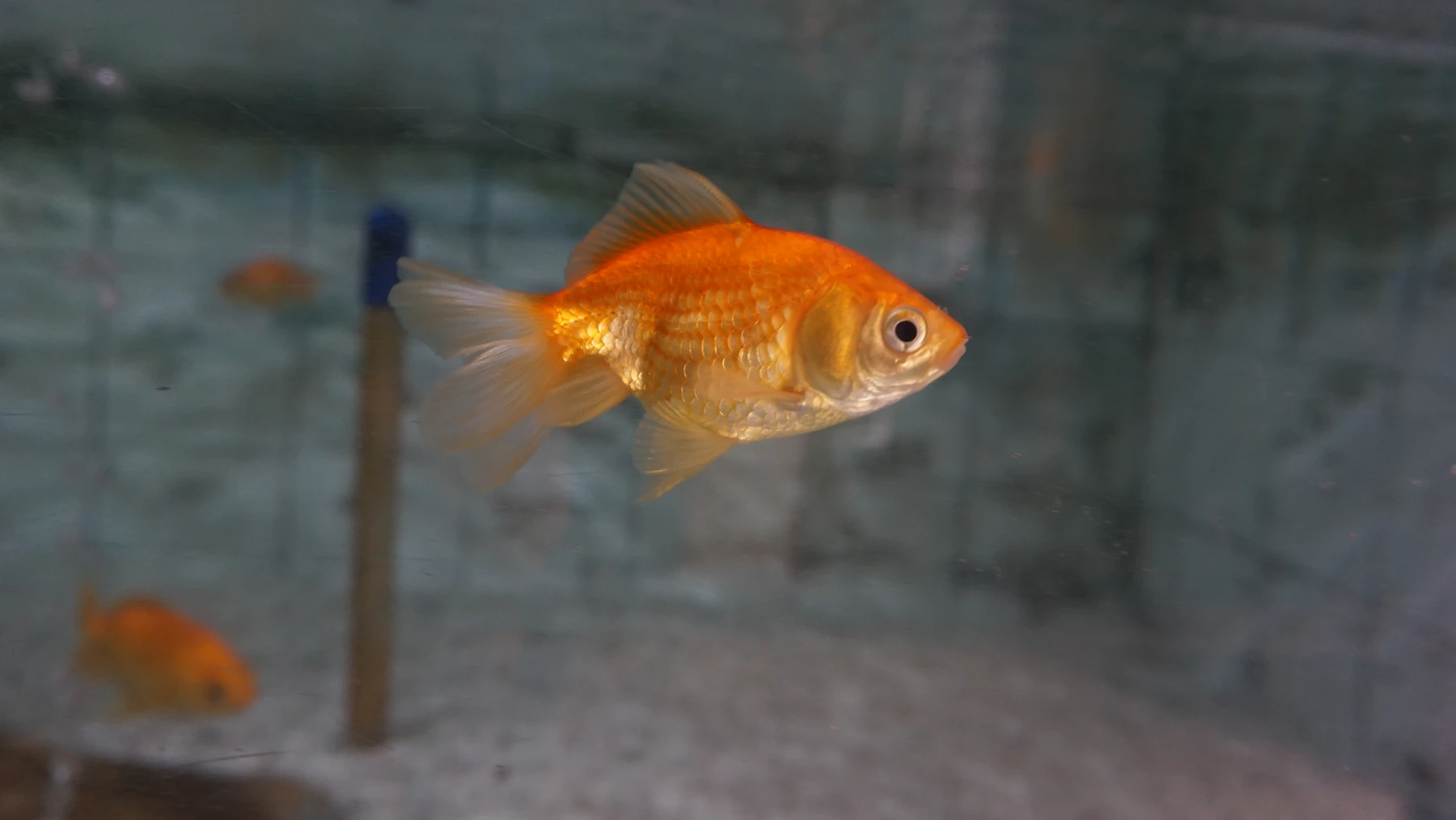 A small orange goldfish swimming in a bare glass tank, with two more goldfish out of focus behind it