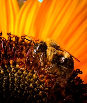 Close-up of a honeybee collecting pollen from a vibrant native Australian flower under bright sunlight.