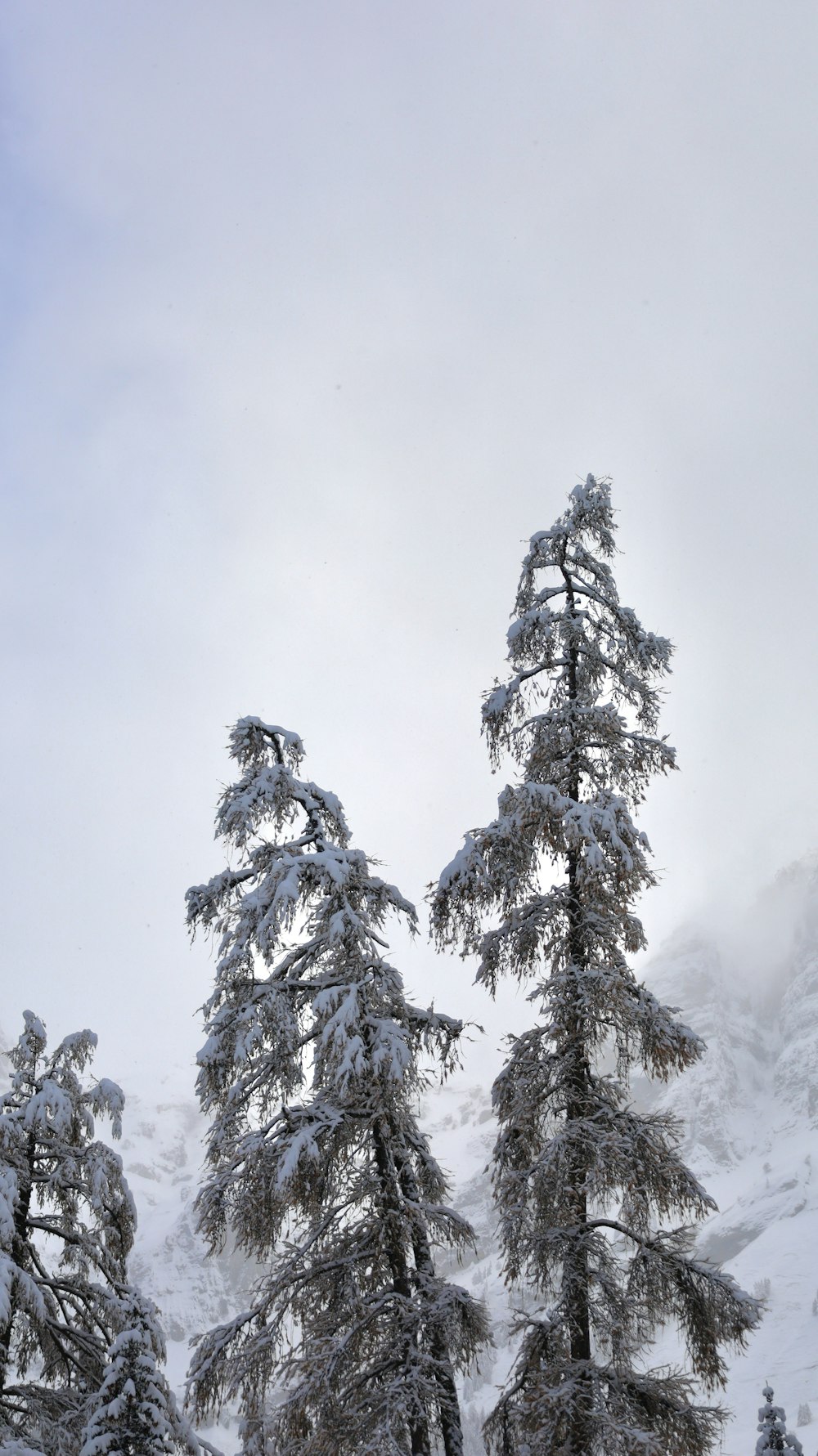 a couple of trees that are in the snow