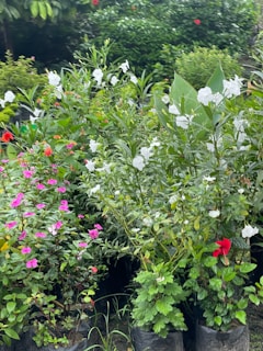 A variety of flowering plants are growing in a lush, green environment. Prominent flowers include vibrant pink, red, and white blooms among dense foliage. The plants appear to be potted and arranged closely together, suggesting a garden or nursery setting.