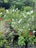 A variety of flowering plants are growing in a lush, green environment. Prominent flowers include vibrant pink, red, and white blooms among dense foliage. The plants appear to be potted and arranged closely together, suggesting a garden or nursery setting.