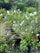 A variety of flowering plants are growing in a lush, green environment. Prominent flowers include vibrant pink, red, and white blooms among dense foliage. The plants appear to be potted and arranged closely together, suggesting a garden or nursery setting.