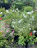 Close-up of colorful flowering plants neatly arranged in Sadabahar nursery.
