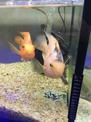 Waterproof thermometer submerged in a fish tank, showing clear temperature readings.