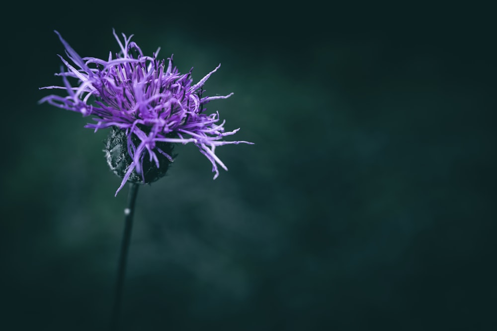 a purple flower with a dark background