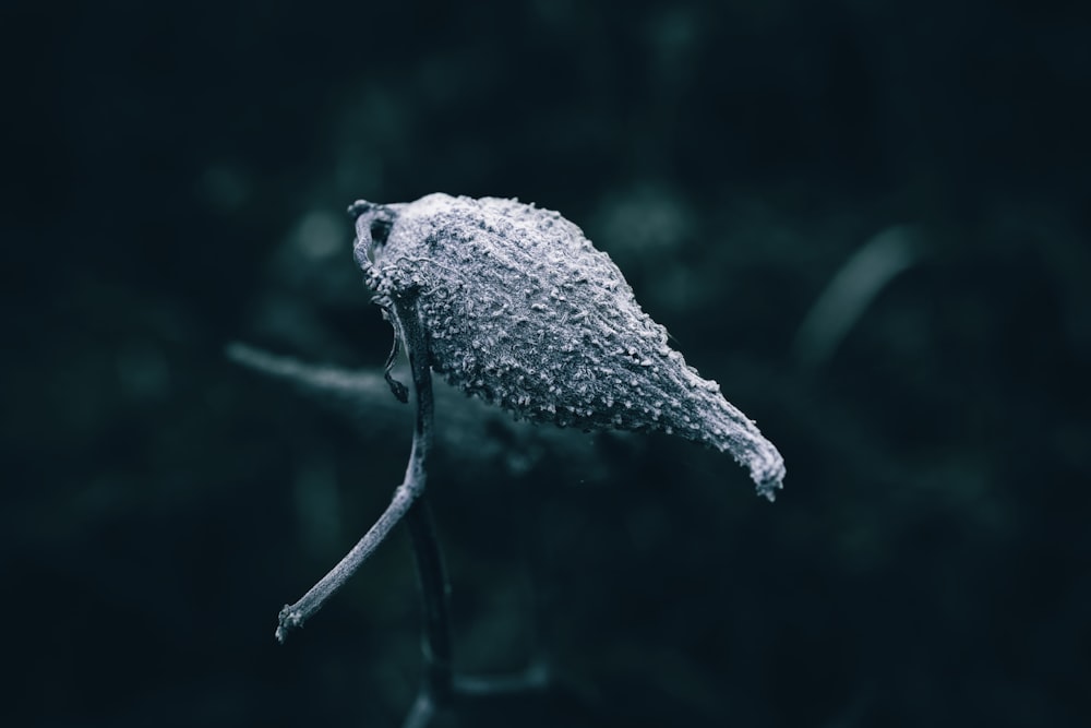 a close up of a leaf with water droplets on it