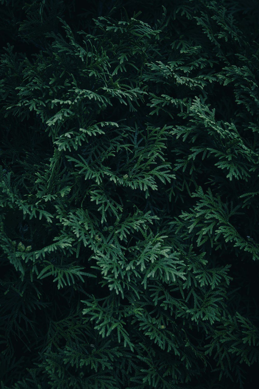 a close up of a tree with lots of green leaves