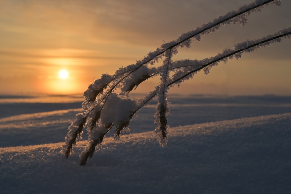 the sun is setting over a snowy field