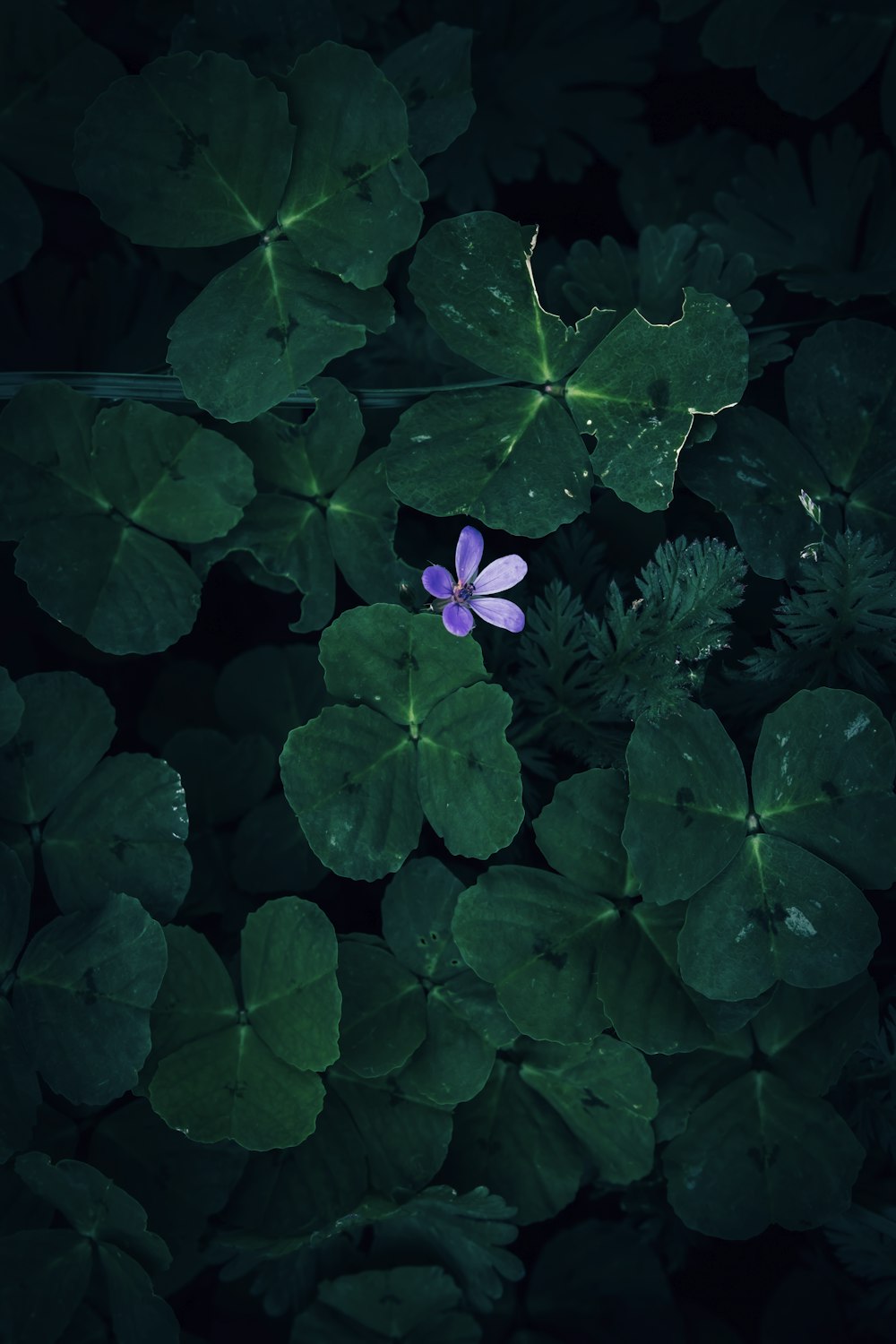 une fleur violette assise sur des feuilles vertes
