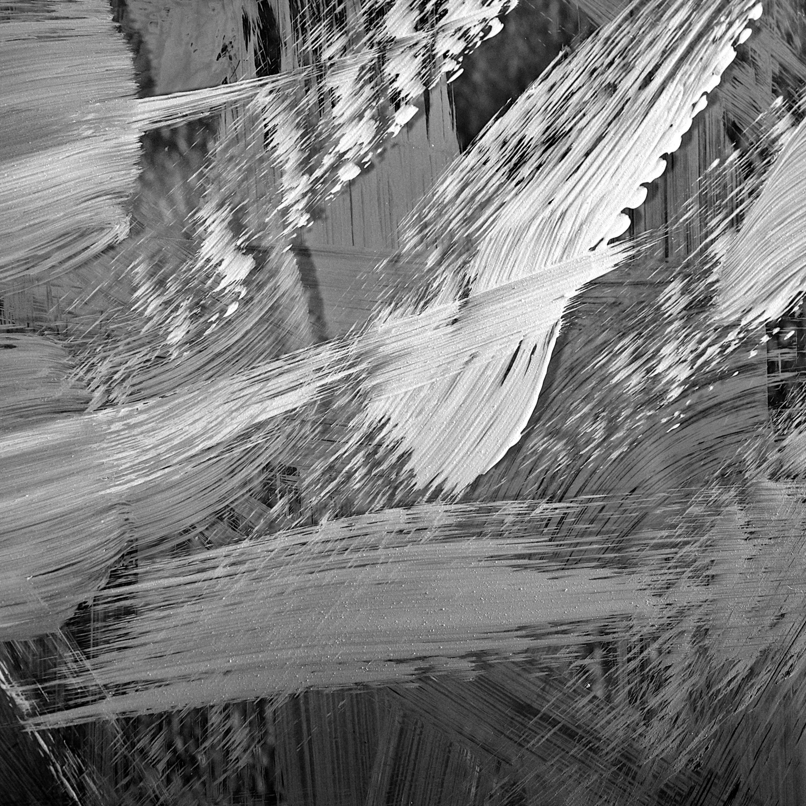 Una foto en blanco y negro de una hoja